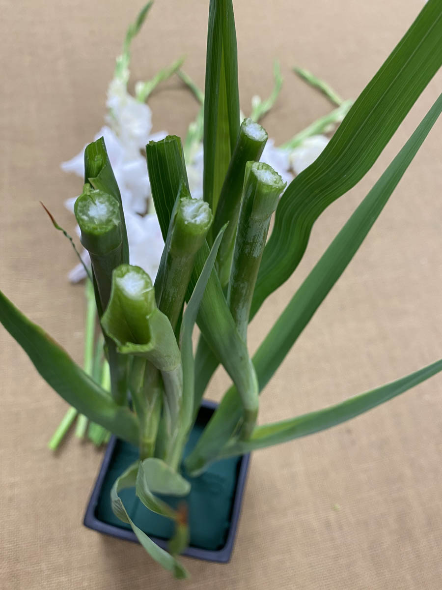 Figure 4 Cut the StemsGladioli stems in cube container are pictured trimmed at the top.